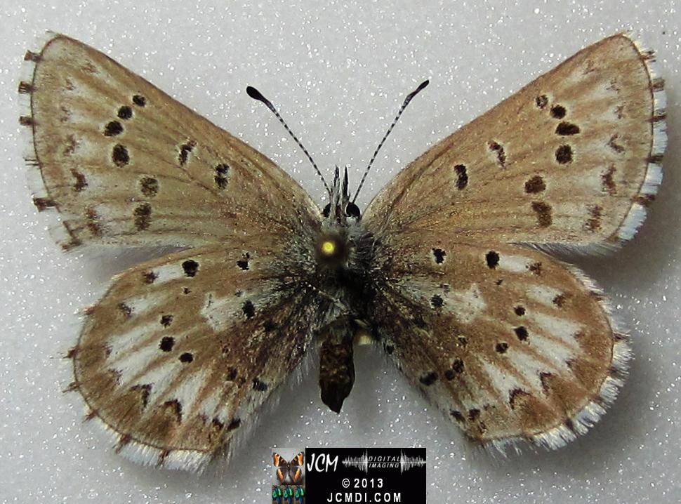 Glaucopsyche piasus (Arrowhead Blue Butterfly)